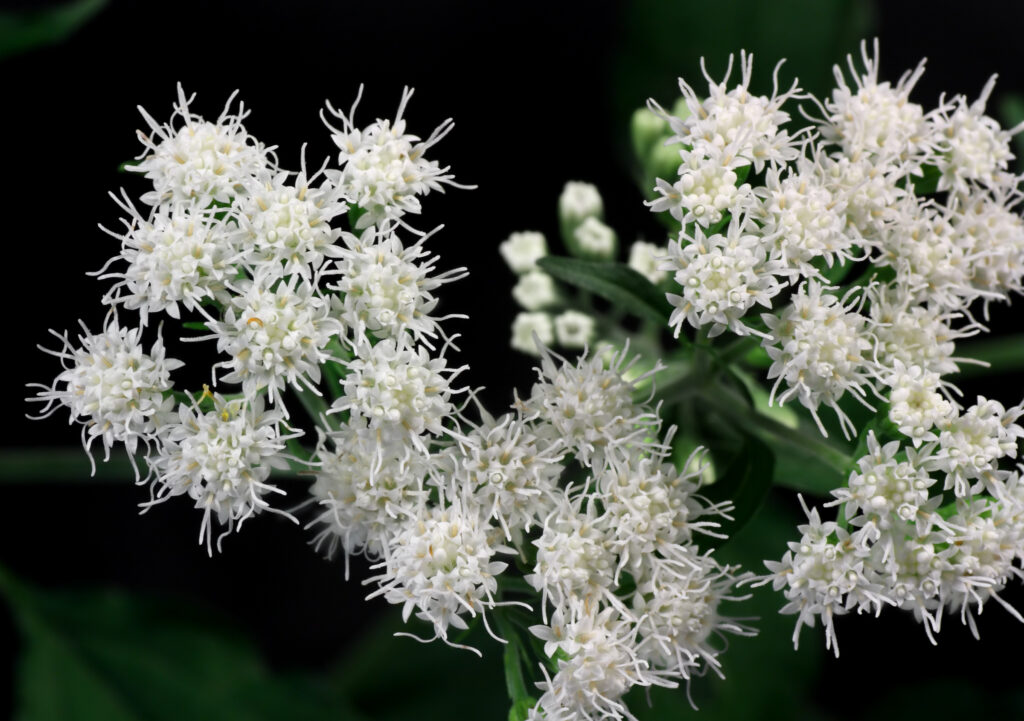 Ageratina altissima / White Snakeroot Wicklein�s