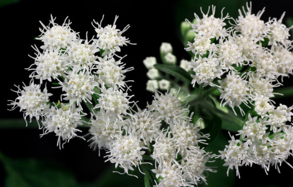 Ageratina altissima / White Snakeroot