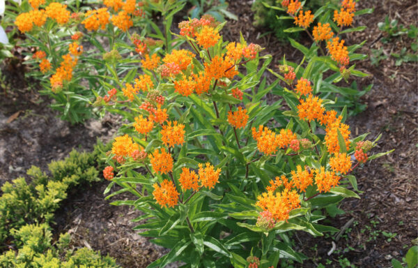Asclepias tuberosa / Butterfly Weed