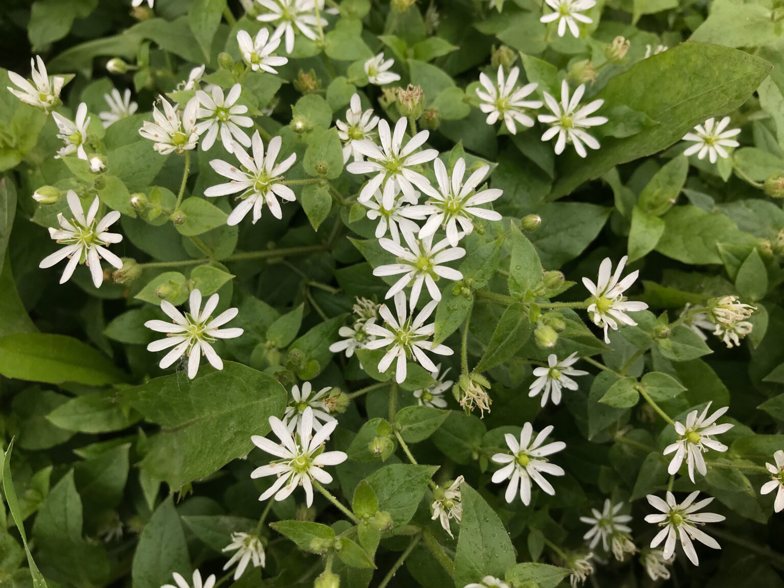 Aster divaricatus / White Wood Aster | Wicklein's Wholesale Native ...