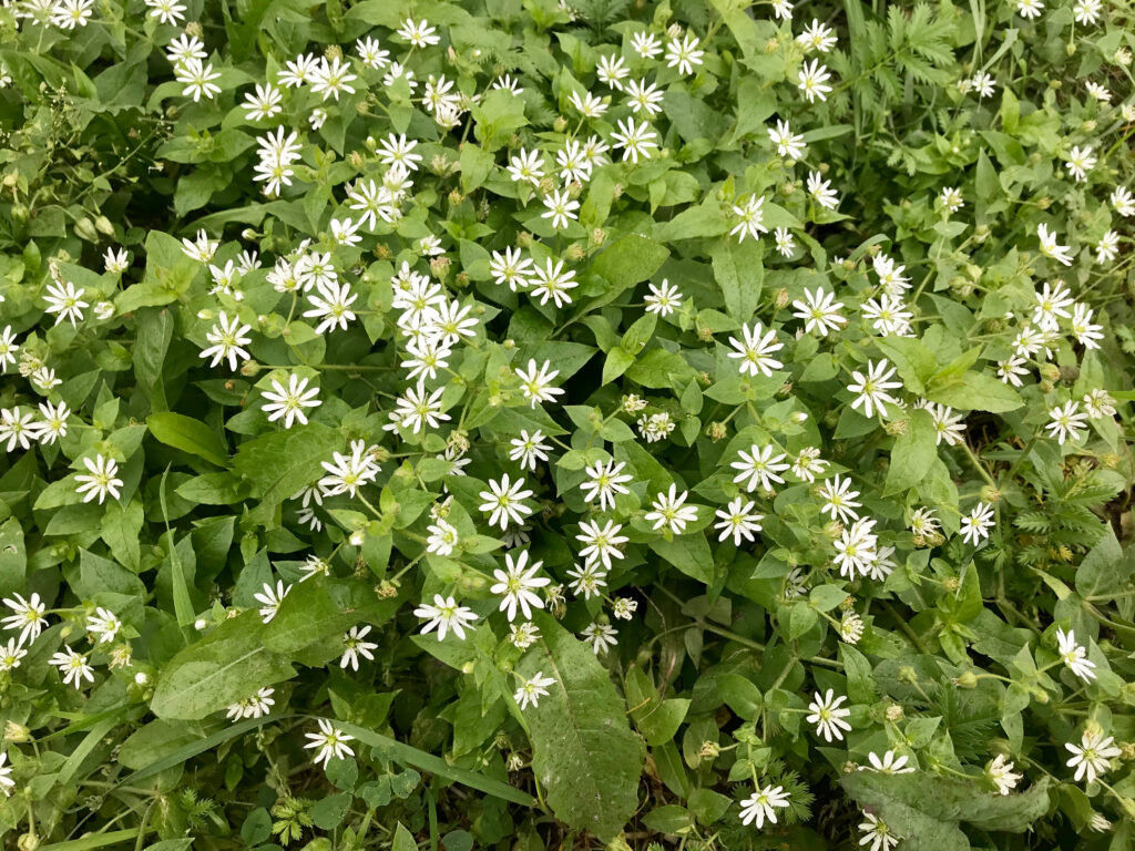 Aster divaricatus (2) | Wicklein's Wholesale Native Plant Nursery Maryland