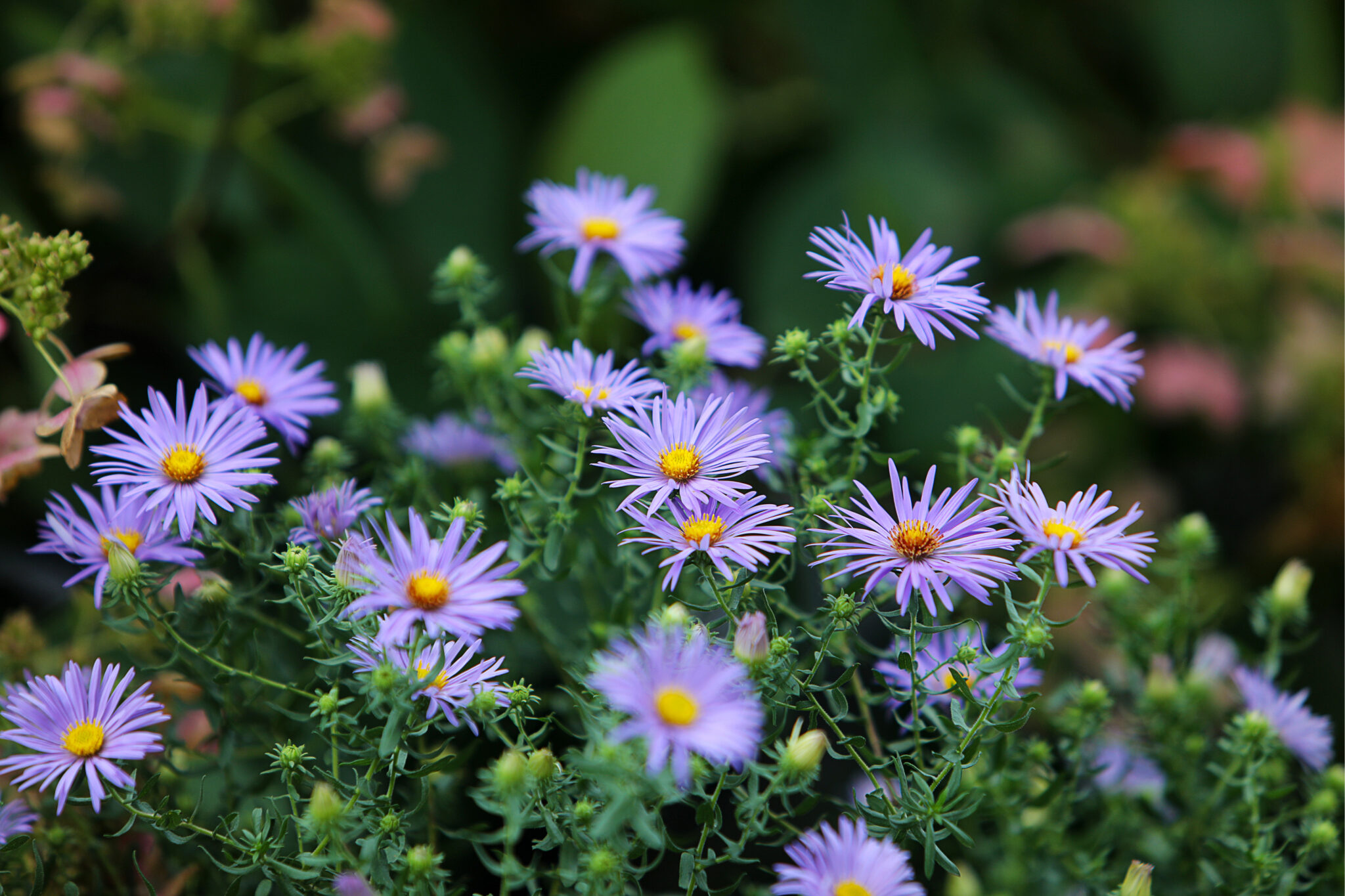 Blue aster native plants