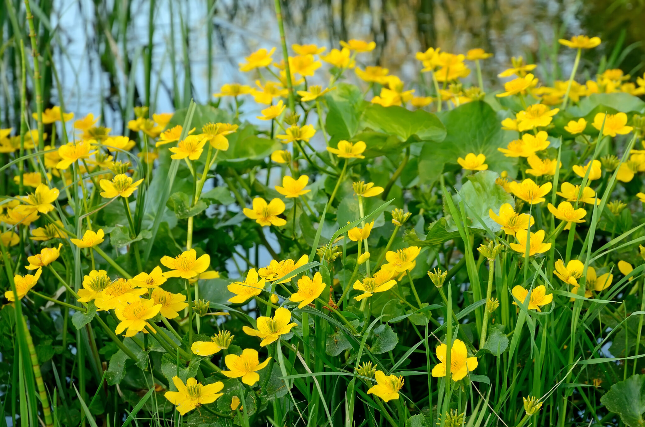 Caltha palustris / Marsh Marigold Wicklein's Wholesale Native Plant