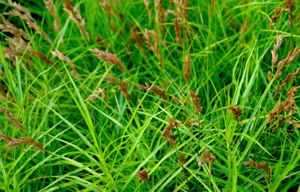 Carex muskingumensis / Palm Sedge