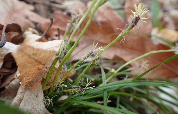 Carex pensylvanica / Pennsylvania Sedge