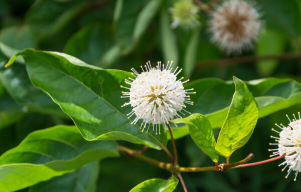 Cephalanthus occidentalis / Button Bush