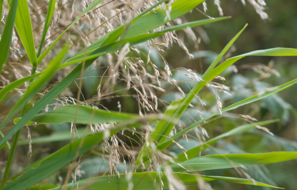 Deschampsia flexuosa / Hairgrass