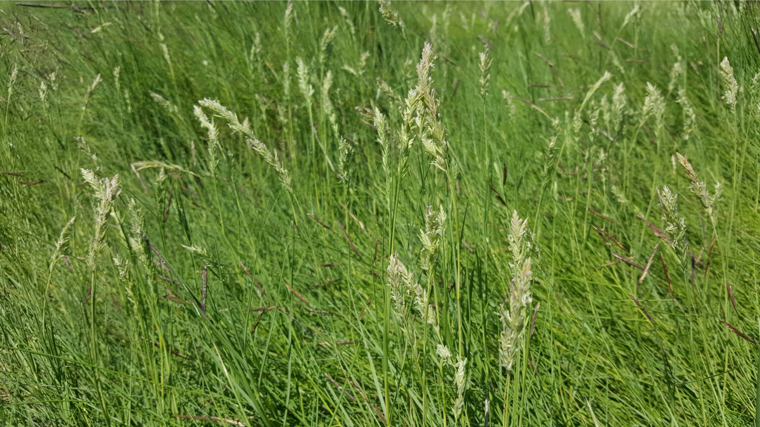 Distichlis spicata | Wicklein's Wholesale Native Plant Nursery Maryland