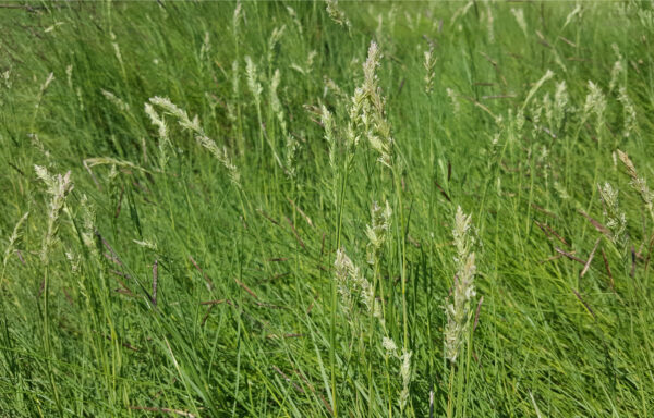 Distichlis spicata / Saltgrass