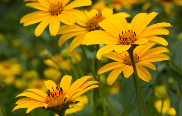 Heliopsis helianthoides / Ox-eye Sunflower