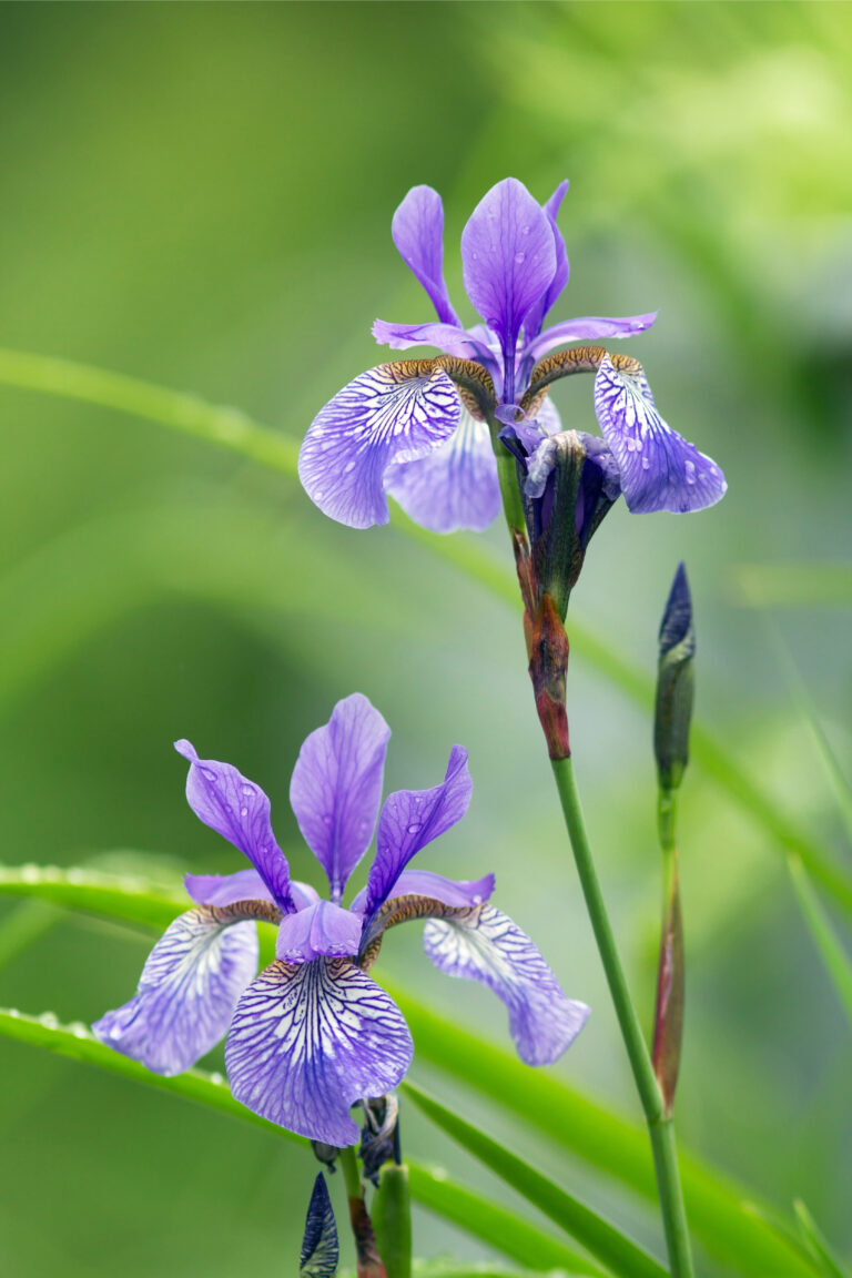 Iris versicolor / Blue Flag Iris Wicklein's Wholesale Native Plant Nursery Maryland