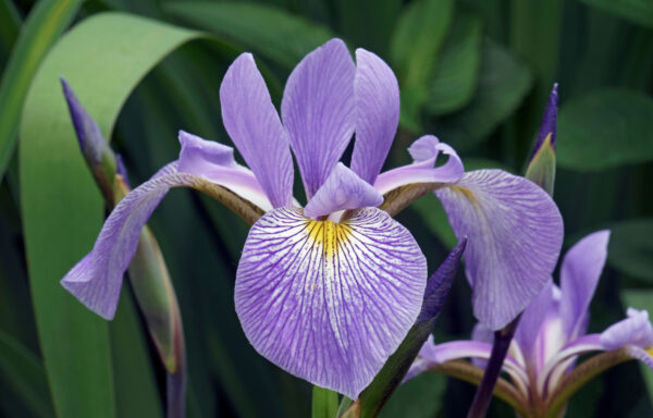 Iris virginica / Southern Blue Flag