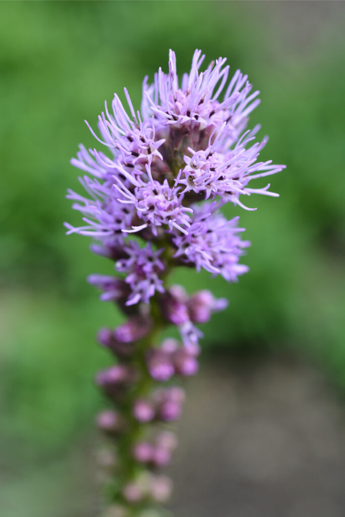 Liatris scariosa | Wicklein's Wholesale Native Plant Nursery Maryland