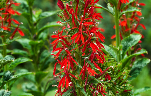 Lobelia cardinalis / Cardinal Flower