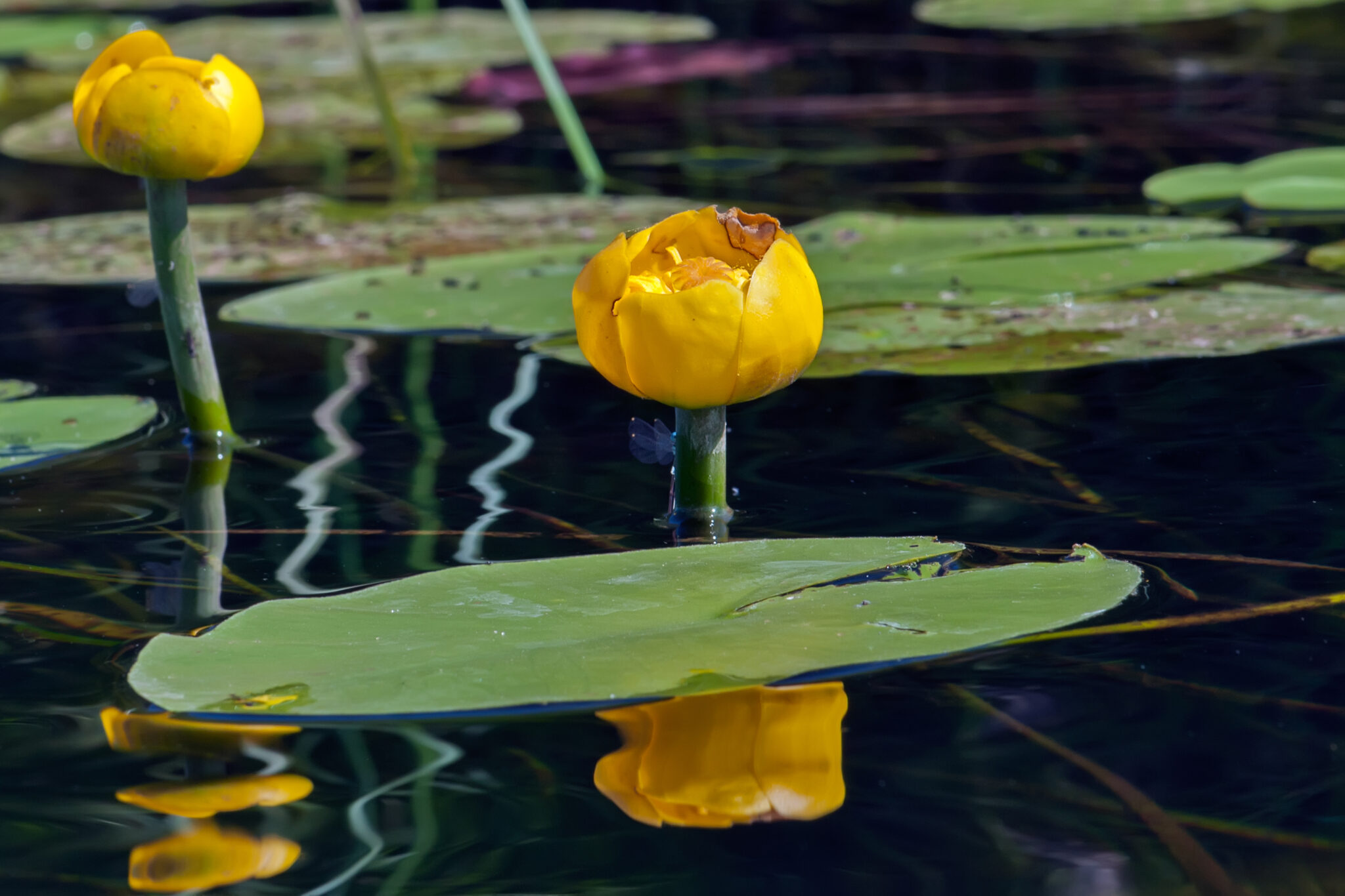 Nuphar lutea / Spatterdock - Nuphar Lutea 2048x1366