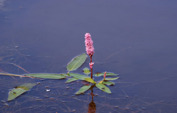 Polygonum amphibium / Water Smartweed