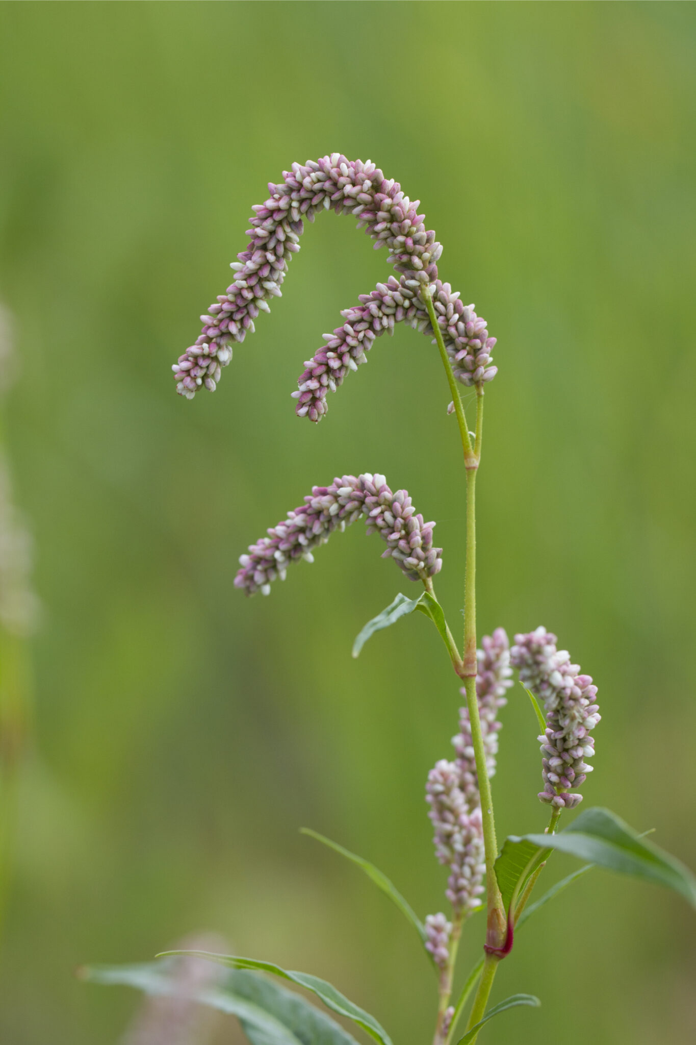 Polygonum pensylvanicum / Pennsylvania Smartweed Wicklein's Wholesale