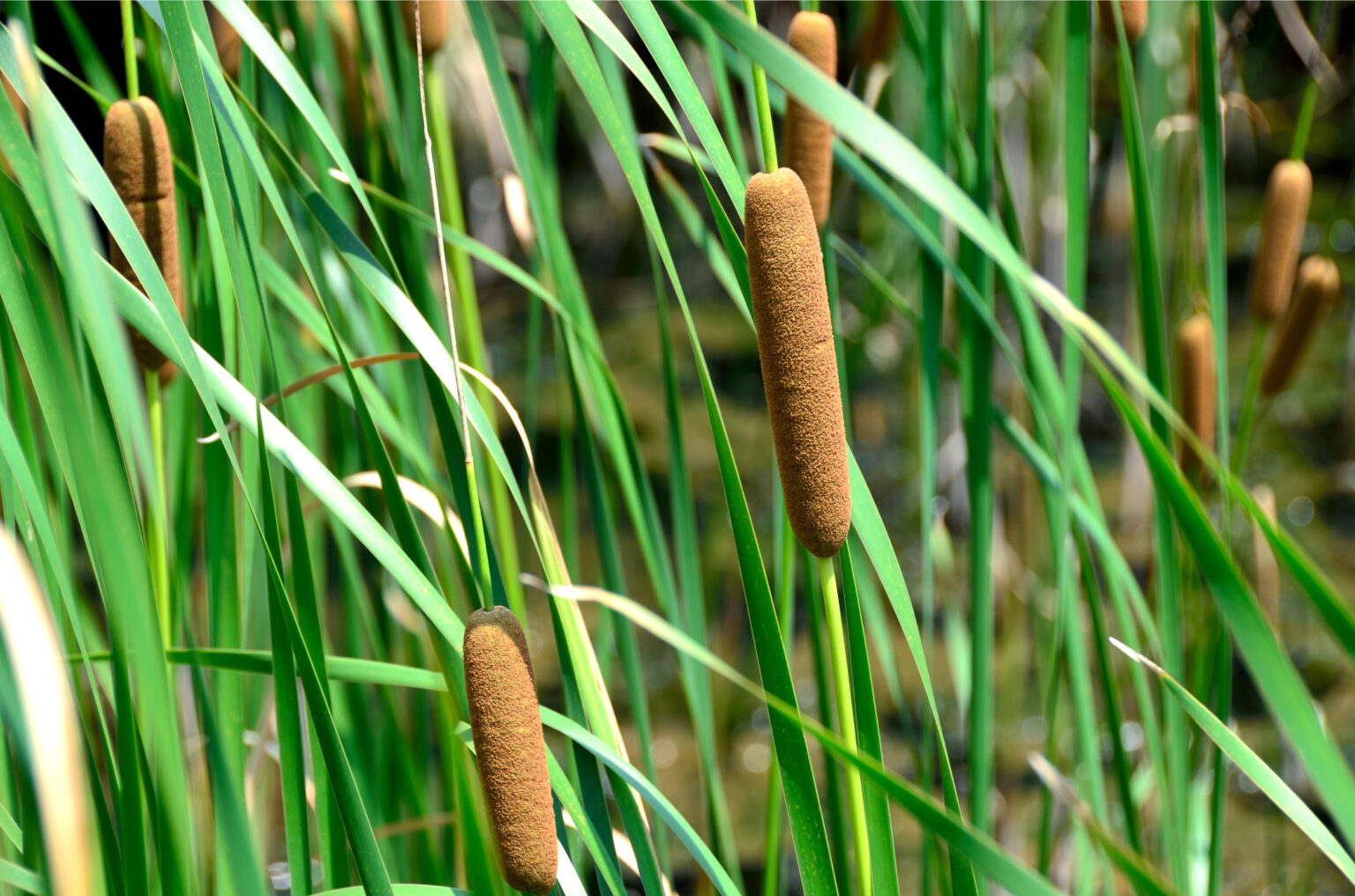 Typha latifolia / Broadleaf Cattail | Wicklein's Wholesale Native Plant ...