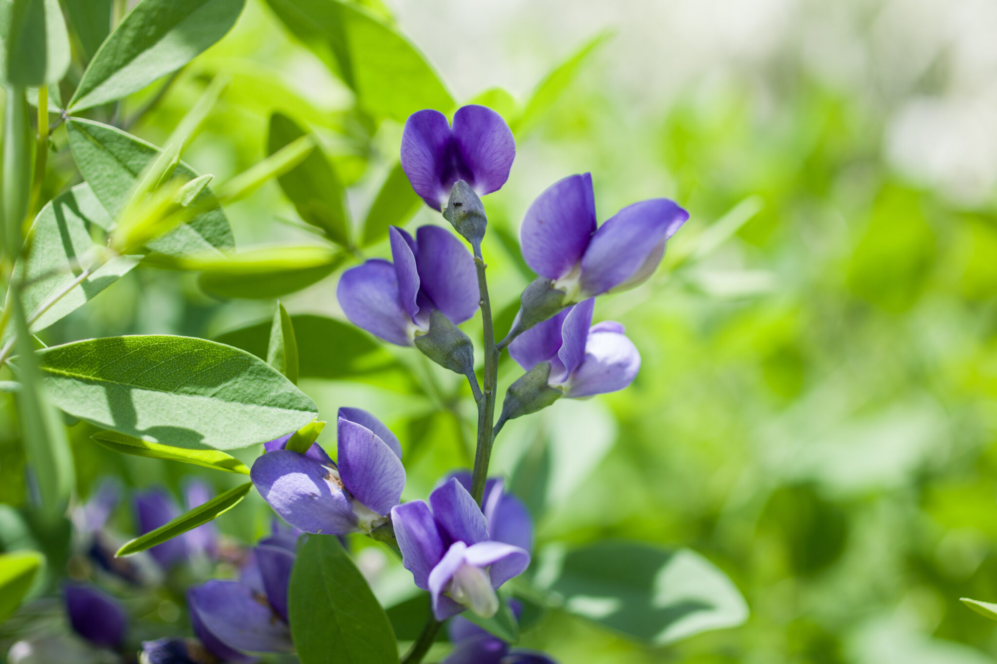Baptisia australis / Wild Blue Indigo Wicklein's Wholesale Native